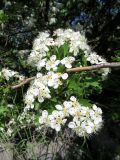 Crataegus turkestanica