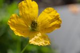 род Papaver