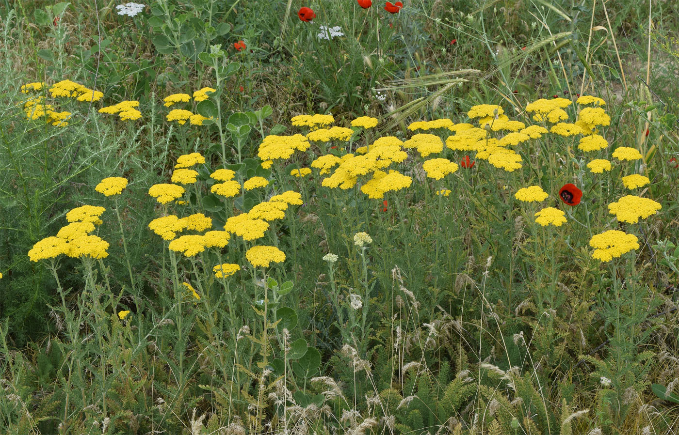 Изображение особи Achillea arabica.