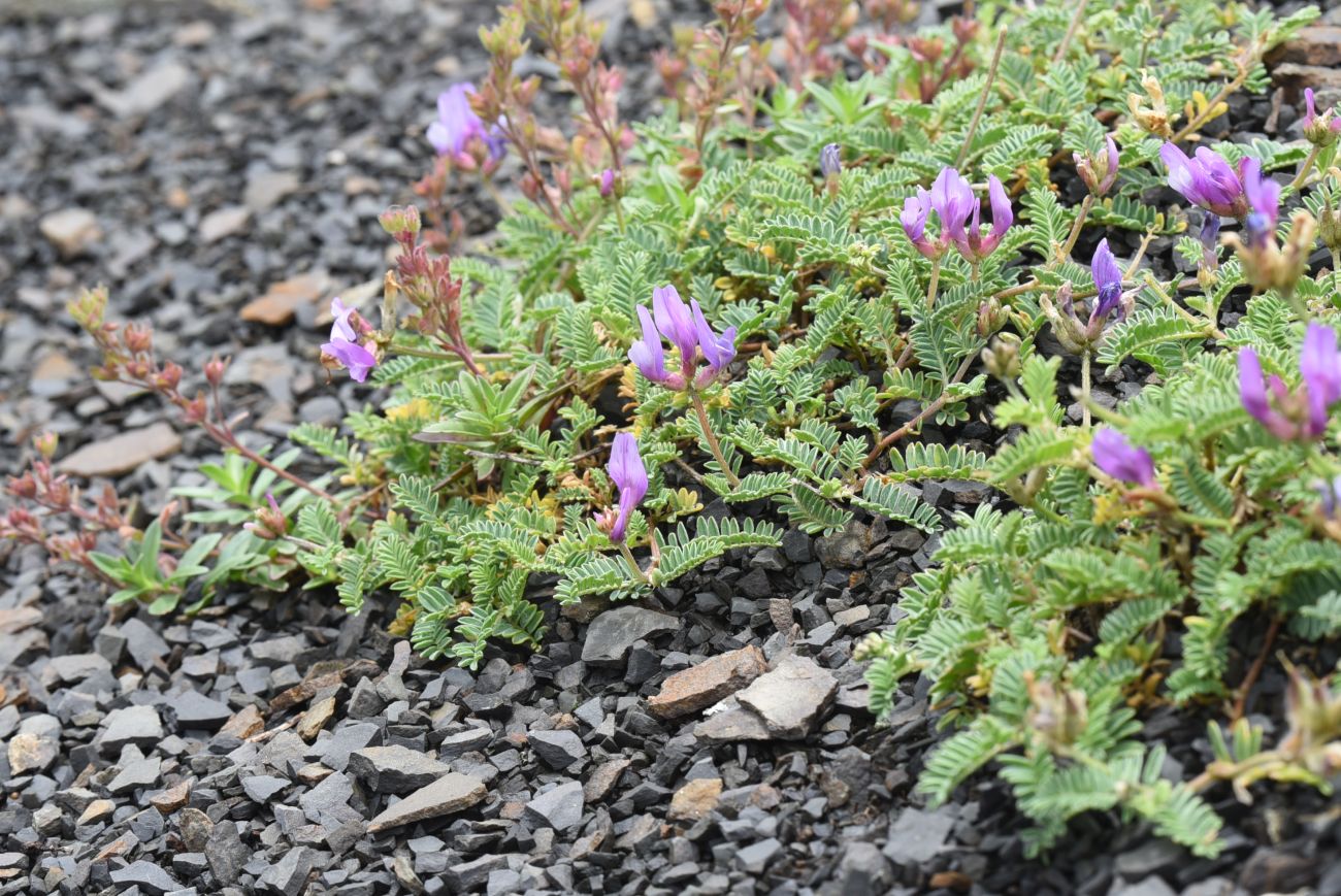Изображение особи род Astragalus.