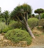 Dracaena draco. Вегетирующее растение. Испания, Андалусия, пров. Малага, г. Бенальмадена, парк \"La Paloma\". Август.