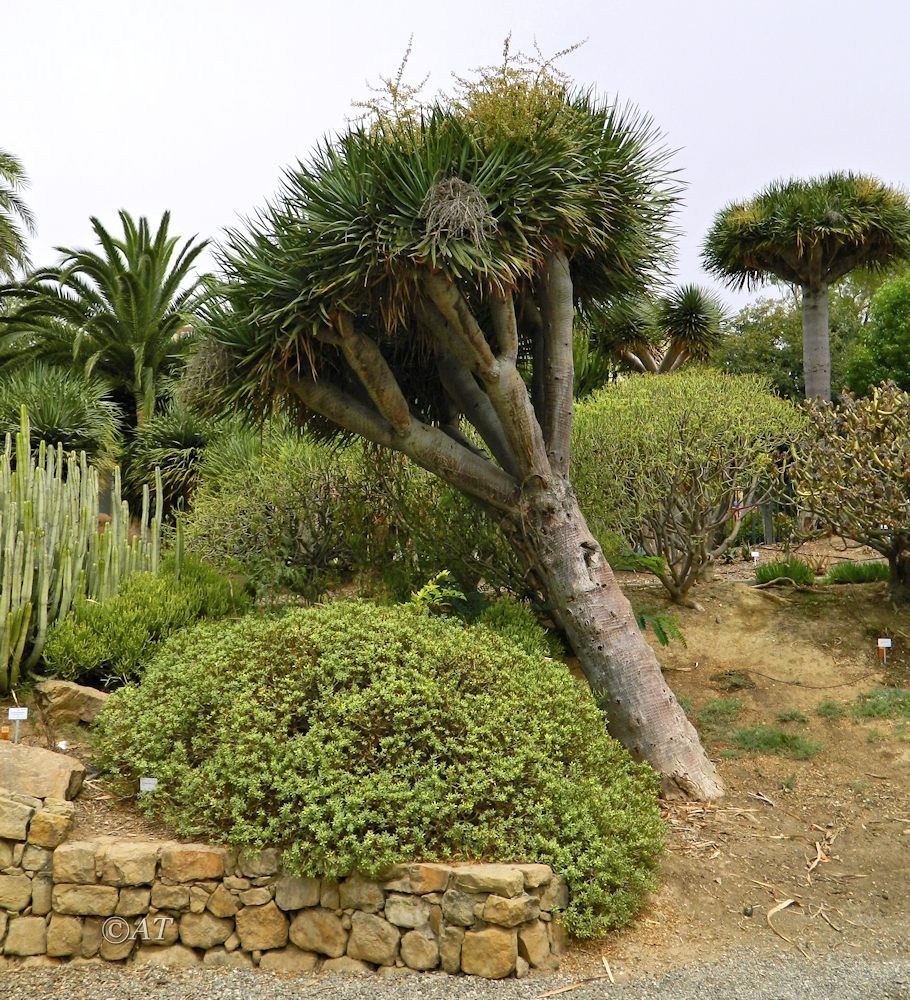 Image of Dracaena draco specimen.