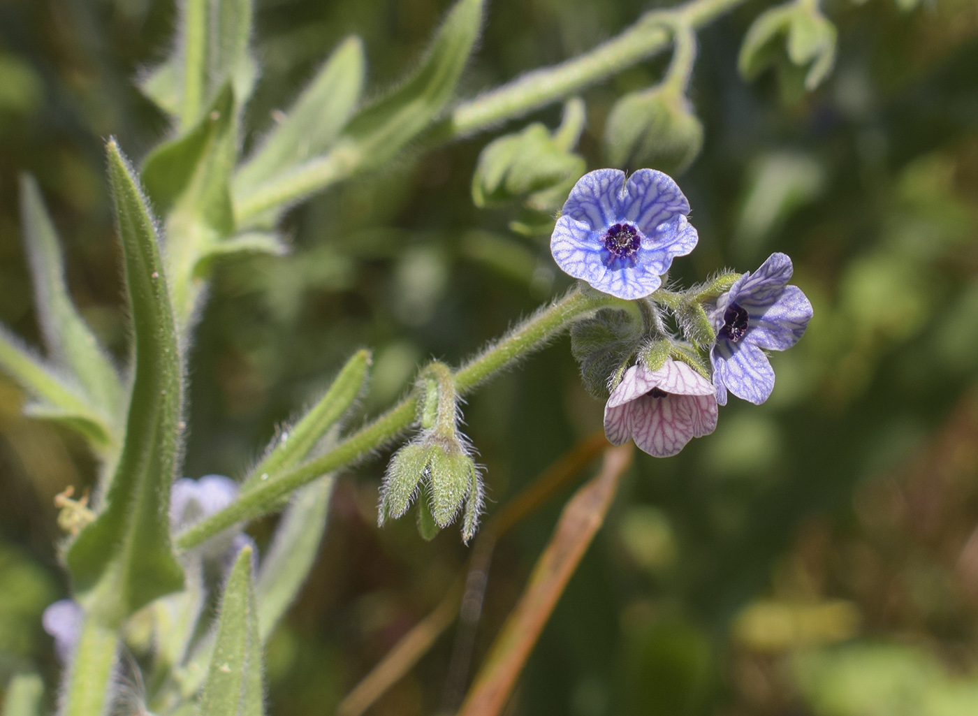 Image of Cynoglossum creticum specimen.
