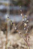 Salix rosmarinifolia. Верхушка веточки с соцветиями. Ленинградская обл., Ломоносовский р-н, дол. р. Шингарка, берег р. Фабричная Речка, закустаренный разнотравный луг. 01.05.2025.