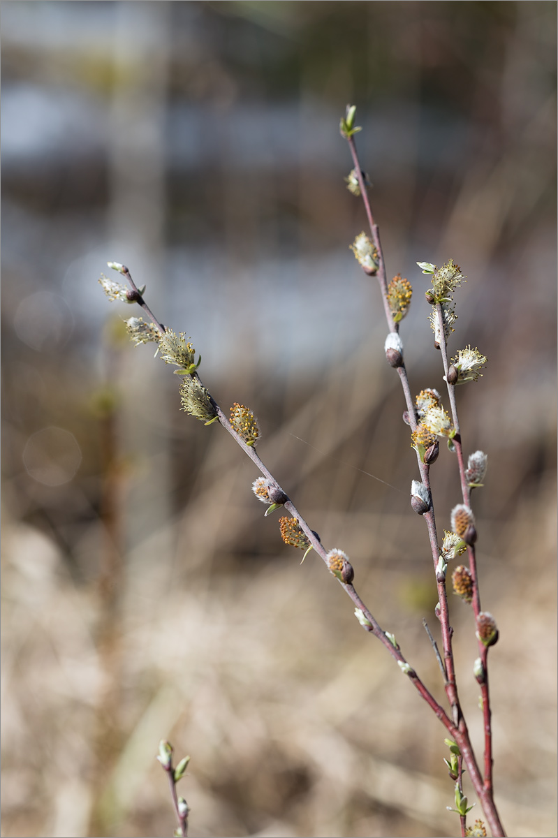 Изображение особи Salix rosmarinifolia.