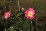 genus Rosa