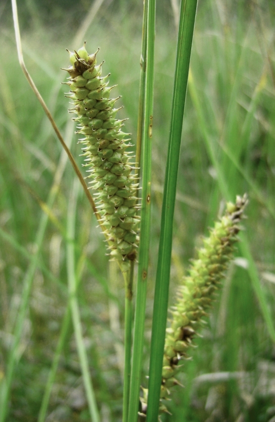 Image of Carex rostrata specimen.