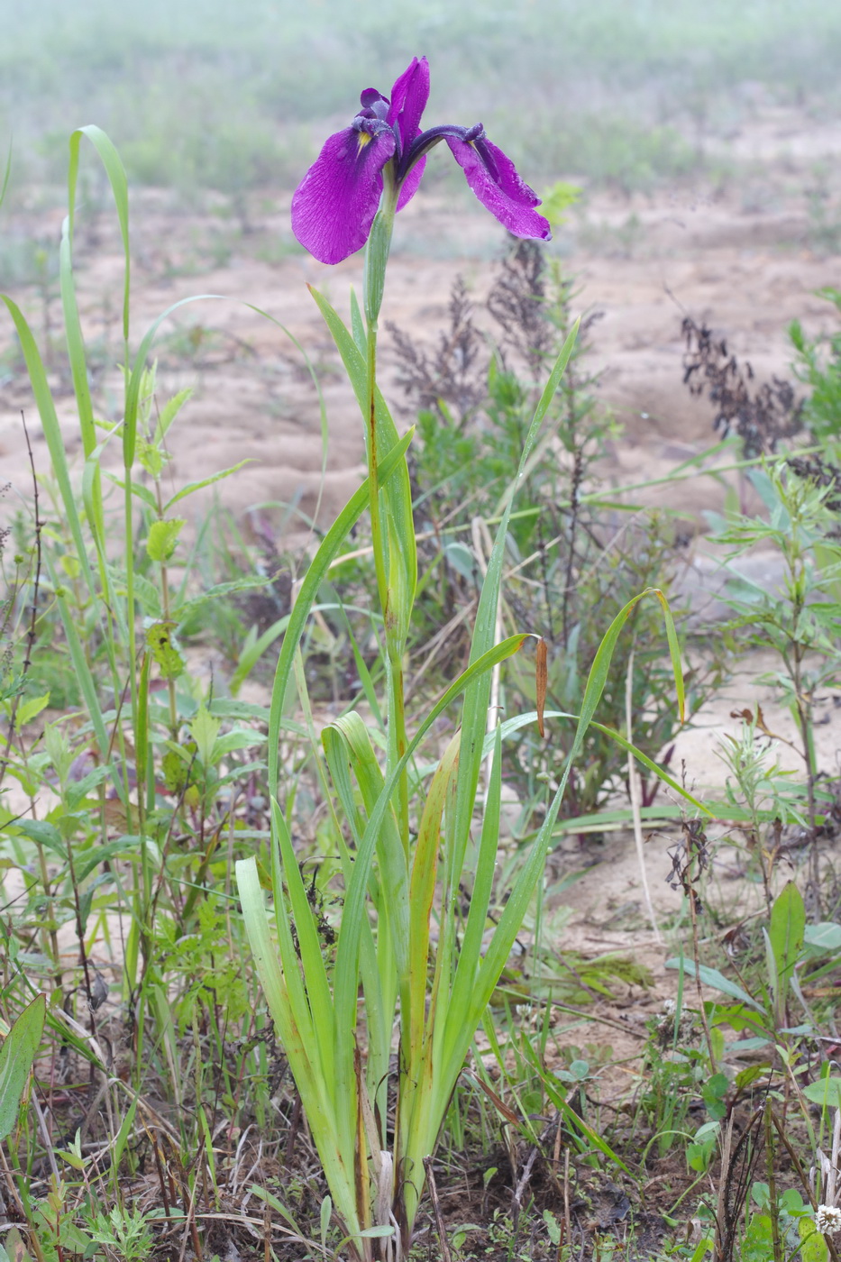 Изображение особи Iris ensata.