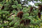 Picea meyeri. Верхушка ветви со зрелыми вскрывшимися шишками. Китай, пров. Ганьсу, хр. Циляньшань, дол. Матисы, ≈ 2600 м н.у.м., смешанный лес. 05.06.2025.
