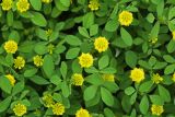 Trifolium campestre
