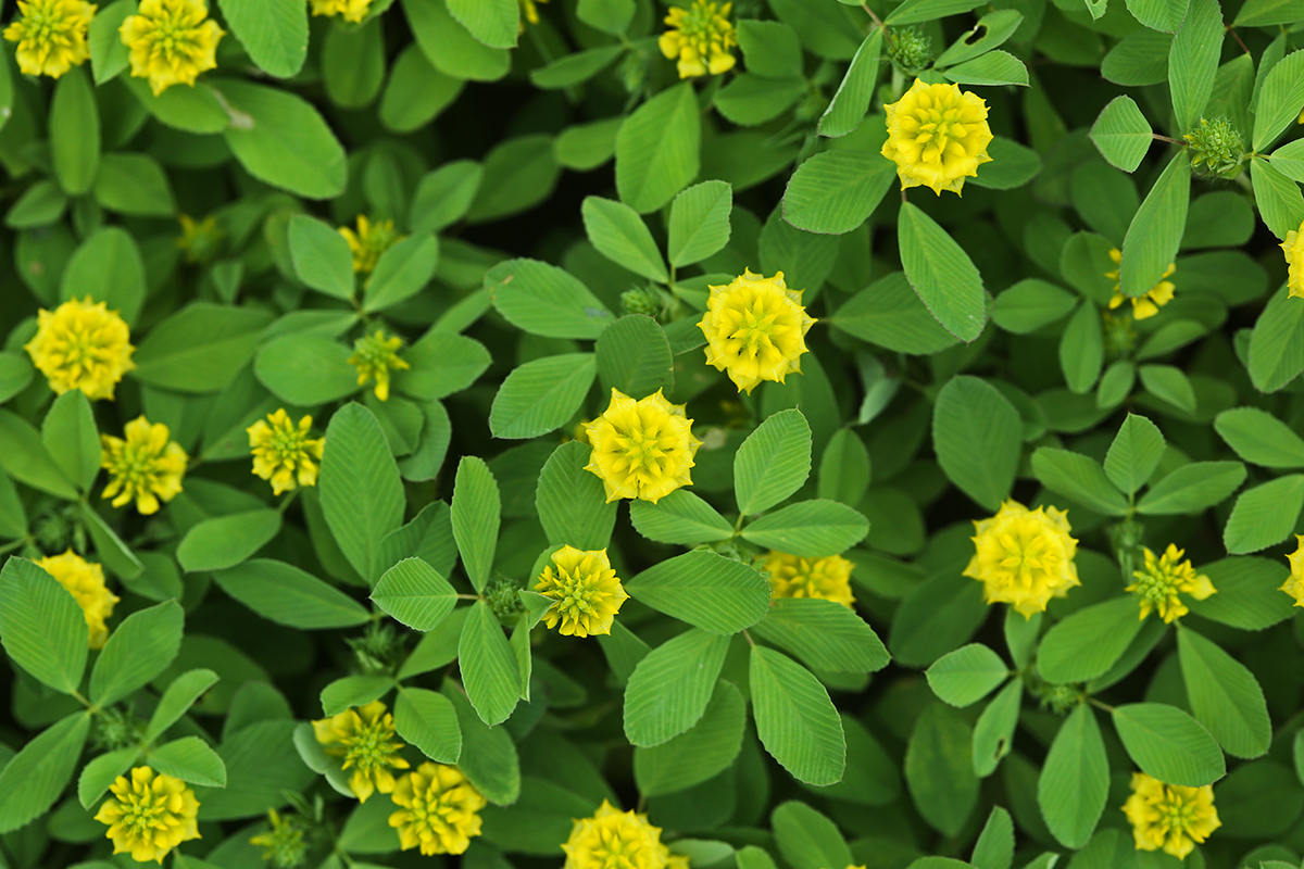 Image of Trifolium campestre specimen.