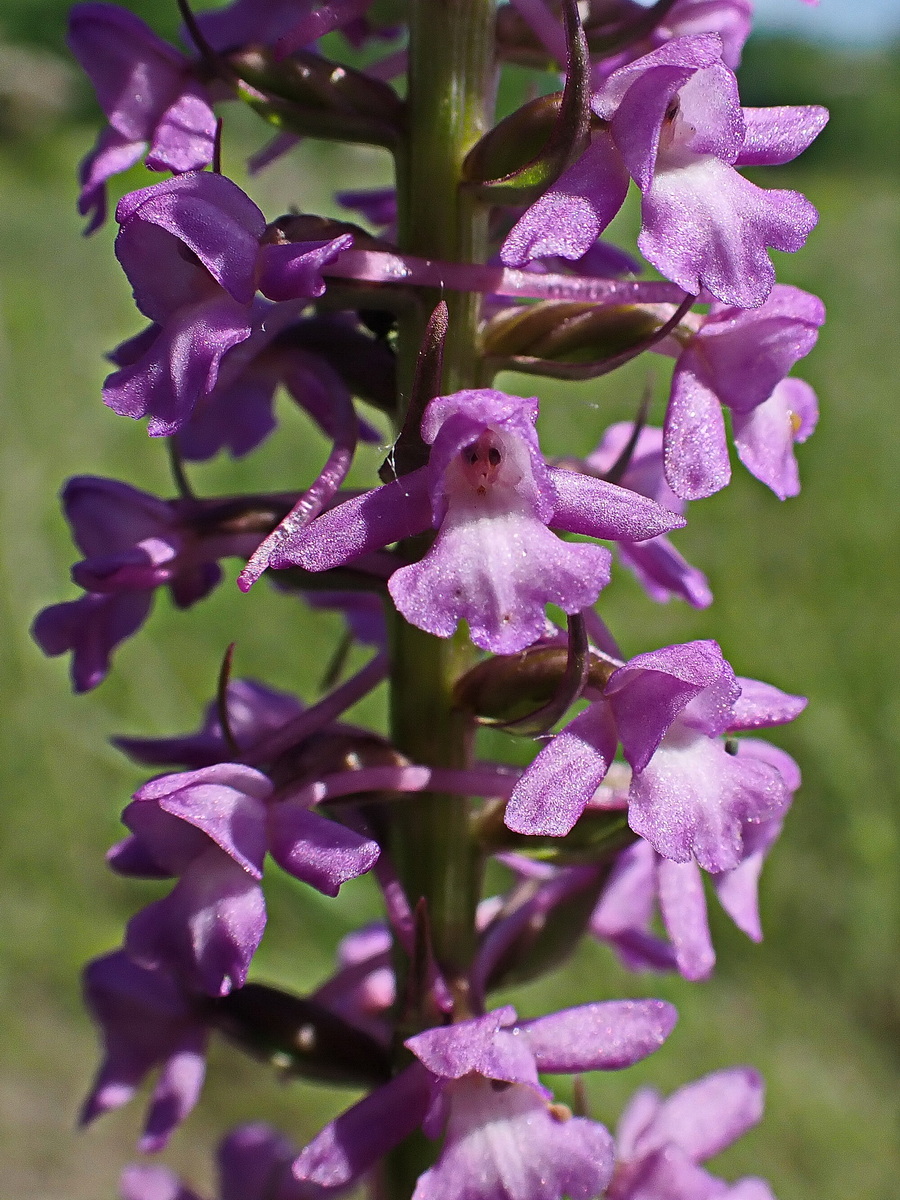 Image of Gymnadenia conopsea specimen.