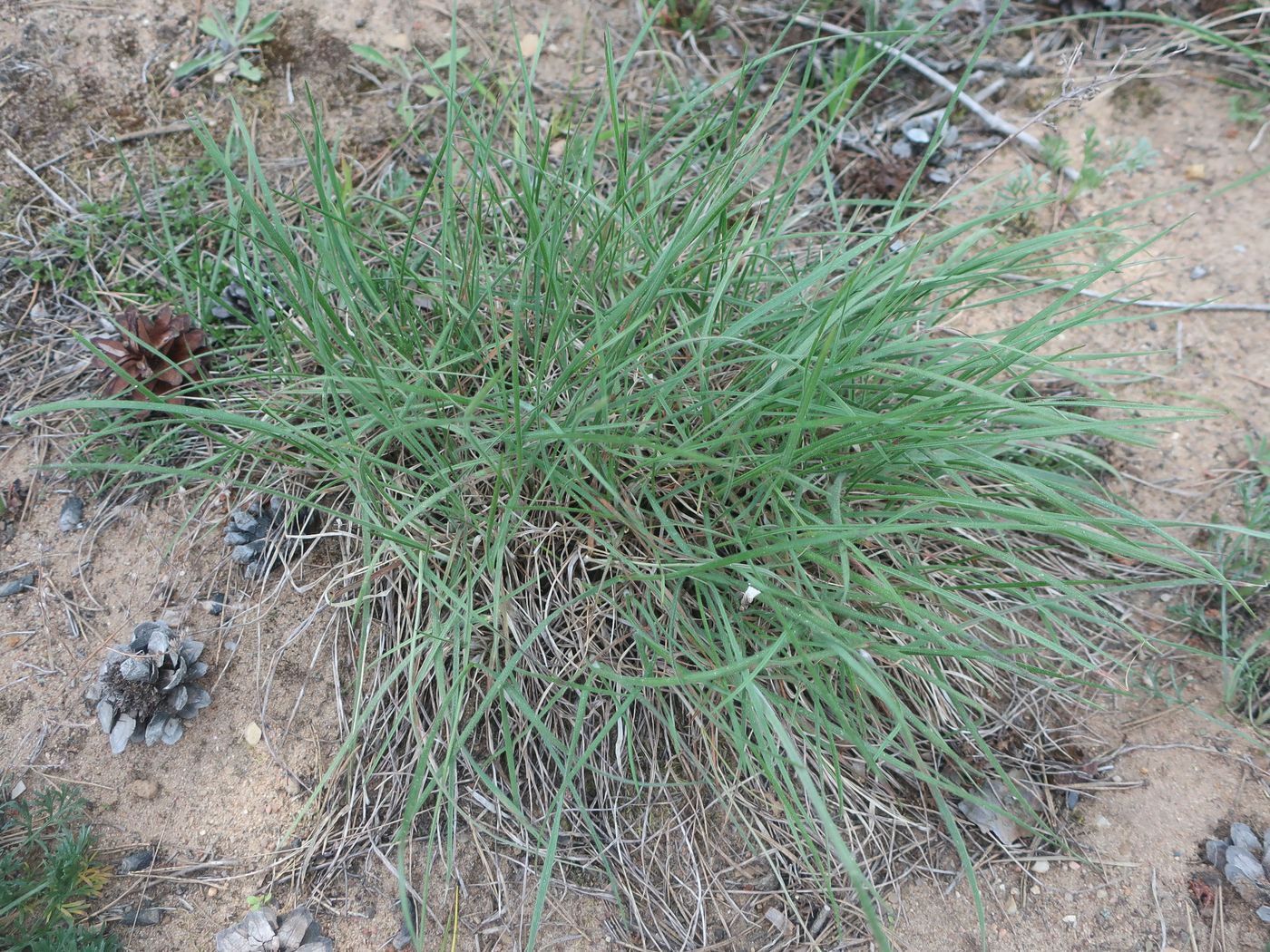 Image of Koeleria grandis specimen.