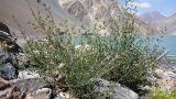 Lonicera microphylla. Плодоносящее растение. Таджикистан, Горно-Бадахшанская автономная обл., Рушанский р-н, хр. Сарезский, восточная часть Сарезского оз., окр. устья р. Мургаб, среди сухого окатанного плавника на каменистом берегу озера. 7 июля 2025 г.