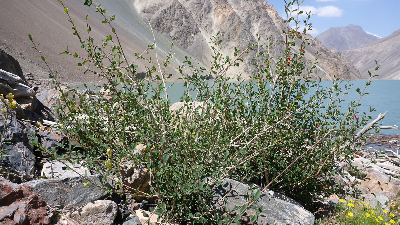 Изображение особи Lonicera microphylla.