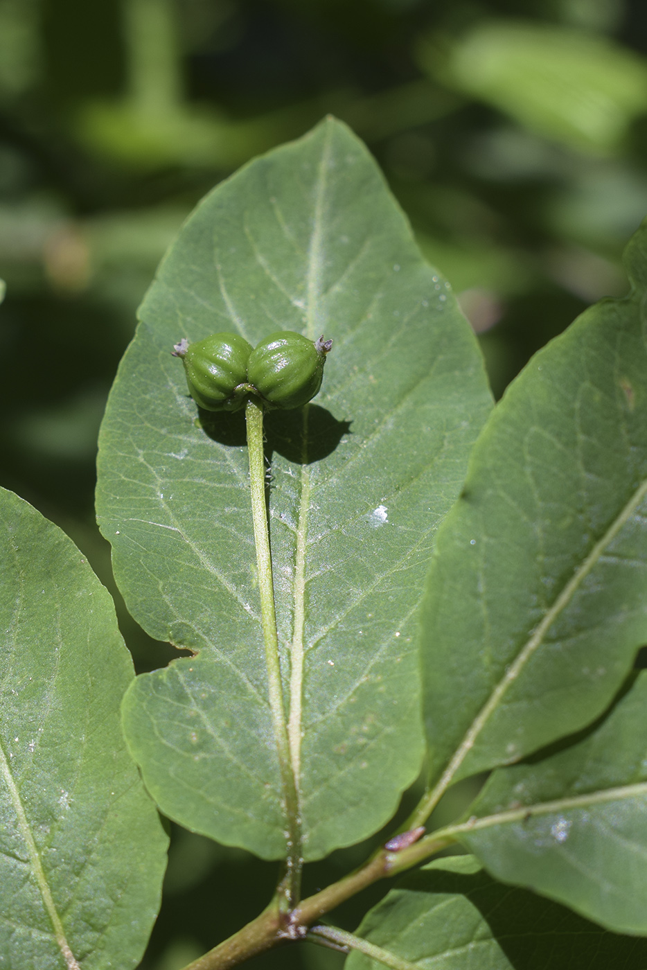Image of Lonicera nigra specimen.