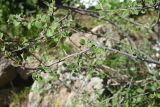 genus Cotoneaster. Веточка. Турция, ил Ван, р-н Битлис, С-В участок борта кальдеры Немрут, нижняя часть склона. 21 мая 2025 г.