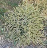 Echium biebersteinii. Плодоносящее растение. Узбекистан, г. Ташкент, Ботанический сад им. Ф.Н. Русанова, глинистая почва. 03.09.2025.