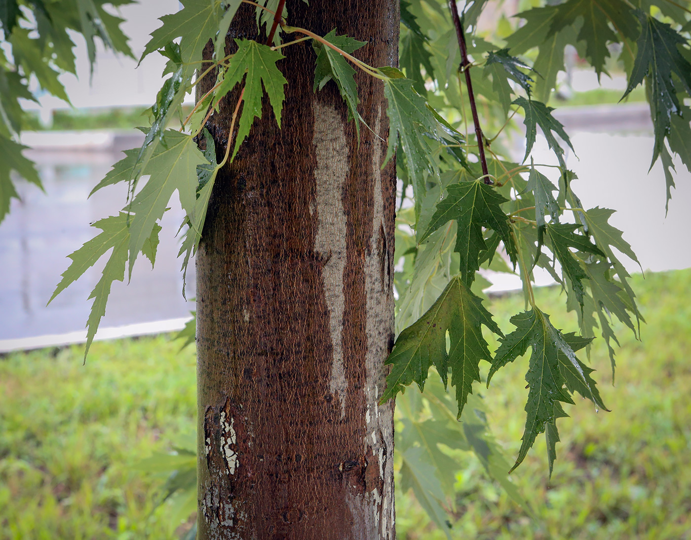 Изображение особи Acer saccharinum.