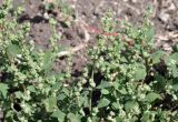 род Chenopodium. Верхушки цветущих побегов. Приморский край, Шкотовский р-н, с. Новонежино, сорное в саду. 21.09.2025.