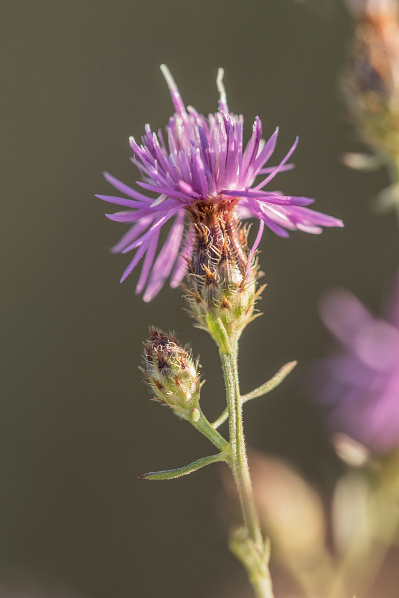 Изображение особи Centaurea diffusa.