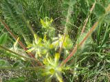 Astragalus pubiflorus