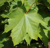 Acer pseudoplatanus. Лист повреждённый насекомыми. Абхазия, Гагрский р-н, 1650 м н.у.м., широколиственный лес, обочина грунтовой дороги. 12.06.2025.