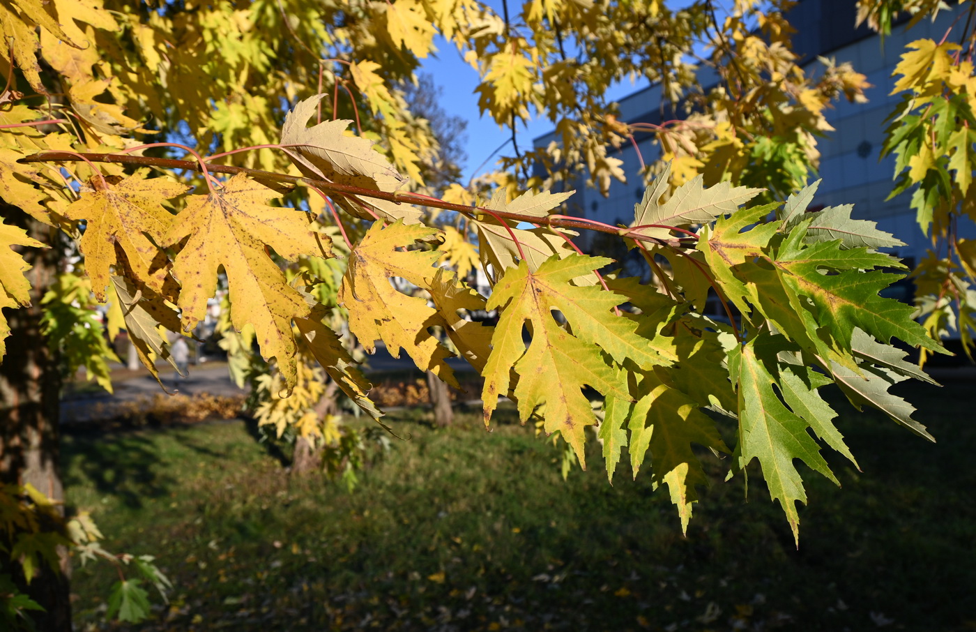 Image of Acer saccharinum specimen.