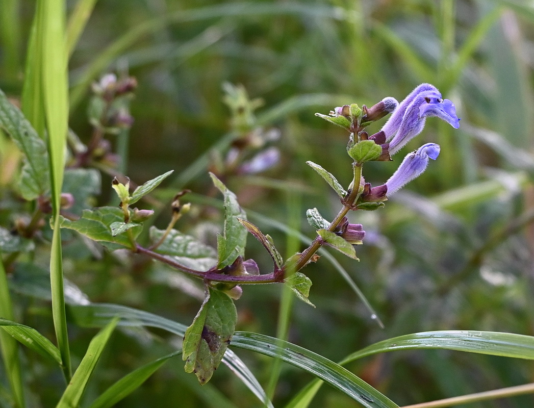 Изображение особи Scutellaria galericulata.