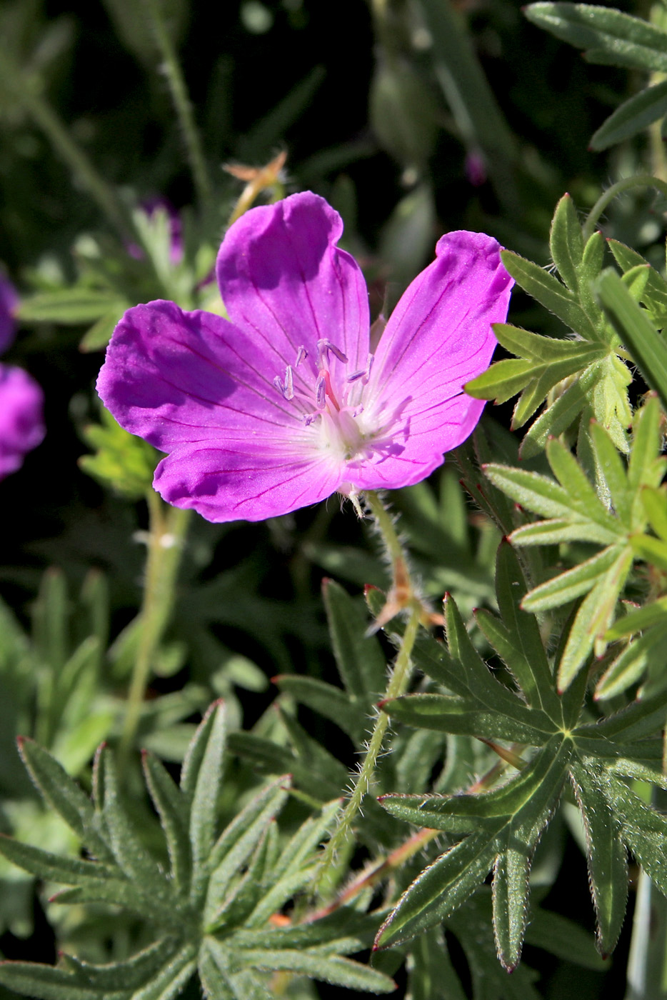Image of Geranium sanguineum specimen.