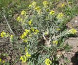 Fibigia eriocarpa. Цветущее растение. Израиль, Голанские высоты, гора Бенталь. 22.03.2008.