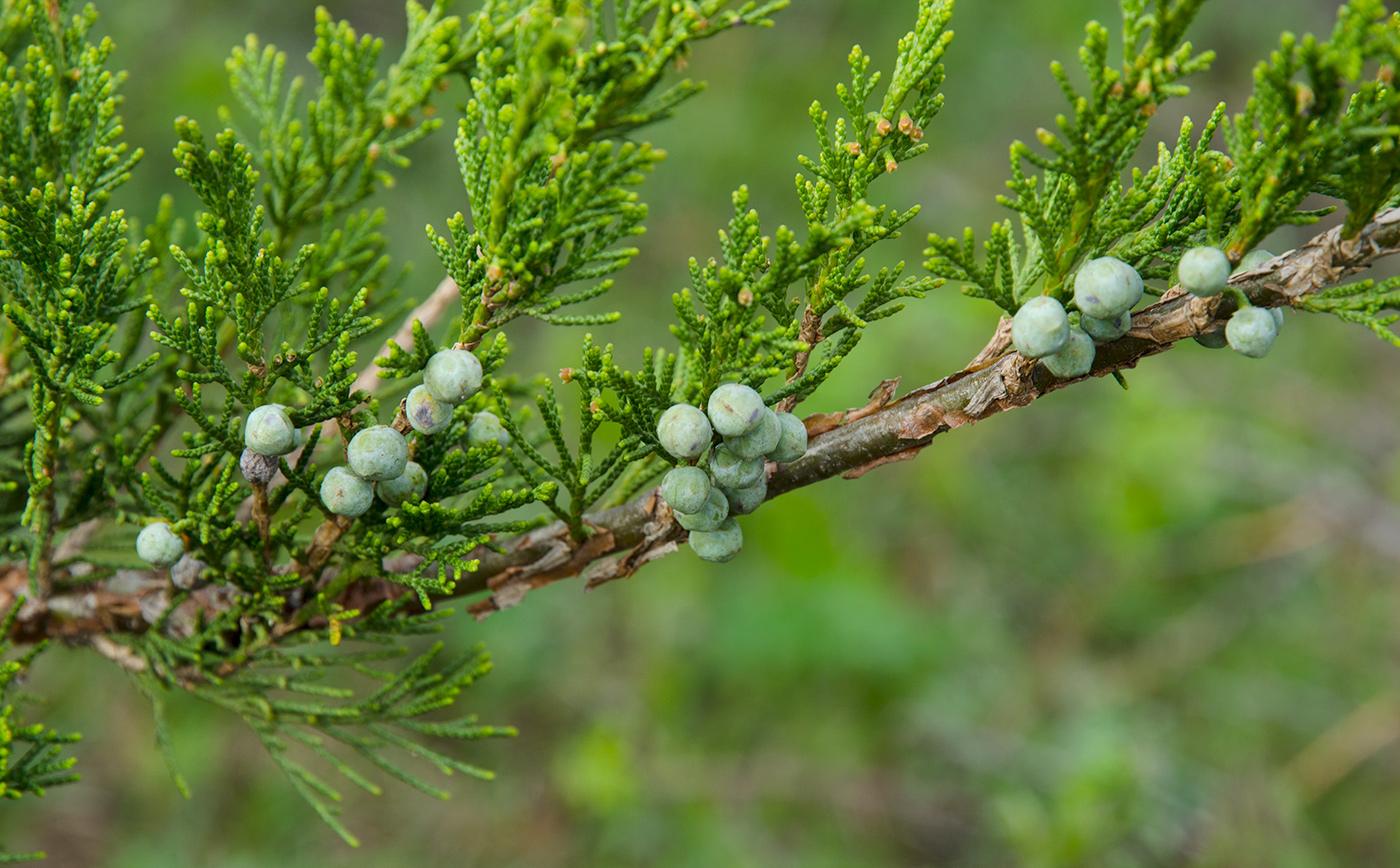 Изображение особи Juniperus sabina.