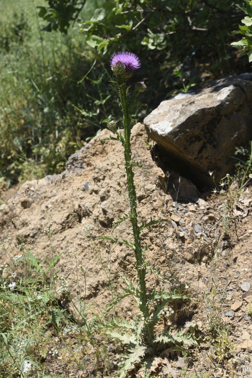 Image of genus Carduus specimen.