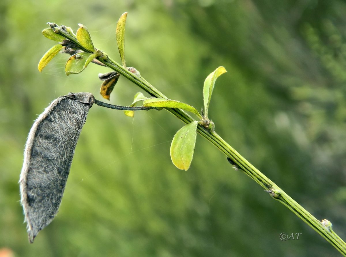 Image of genus Cytisus specimen.