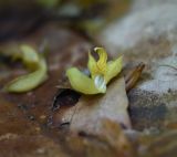 Galeobdolon caucasicum. Опавший цветок. Республика Адыгея, дол. р. Аминовка, 1,3 км вверх по течению от пос. Каменномостский, широколиственный лес. 5 мая 2025 г.