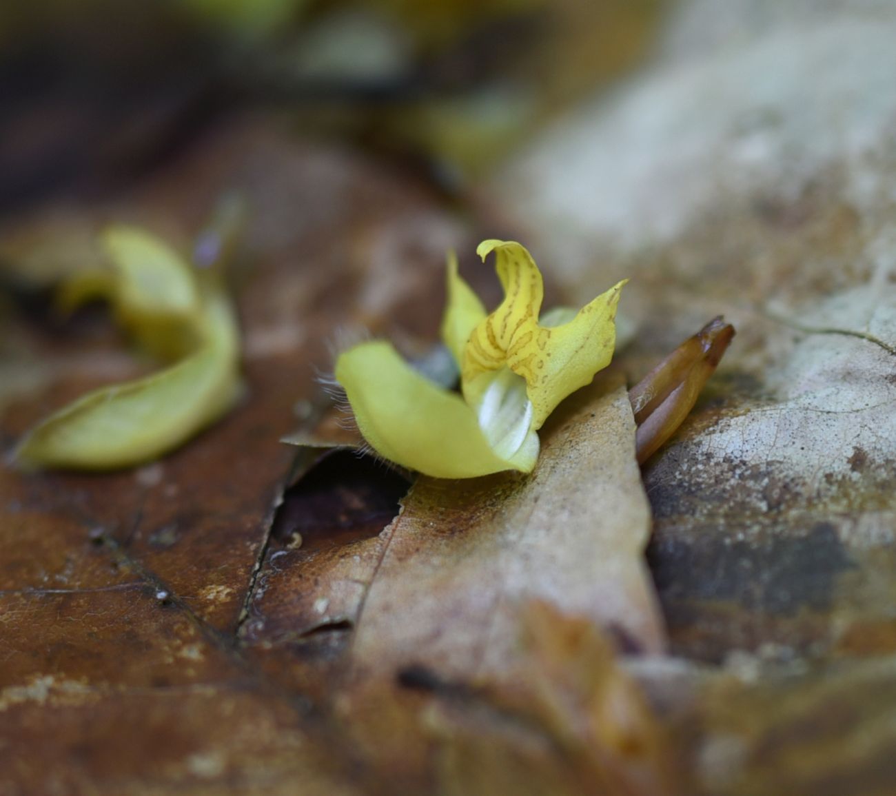 Image of Galeobdolon caucasicum specimen.