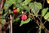 Abutilon megapotamicum. Часть побега с распускающимся цветком. Краснодарский край, г. Адлер, ул. Красная горка, частное домовладение. 20 февраля 2026 г.