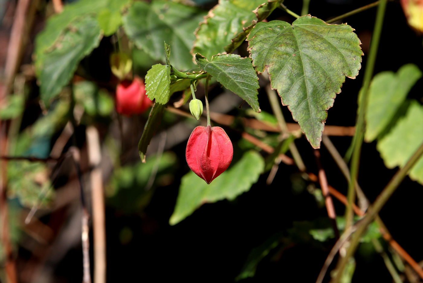 Изображение особи Abutilon megapotamicum.