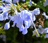 Plumbago auriculata. Цветки. Турция, о. Адалар, частная усадьба. 10.10.2025.