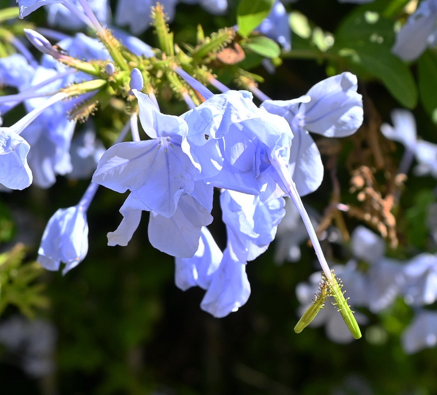 Image of Plumbago auriculata specimen.