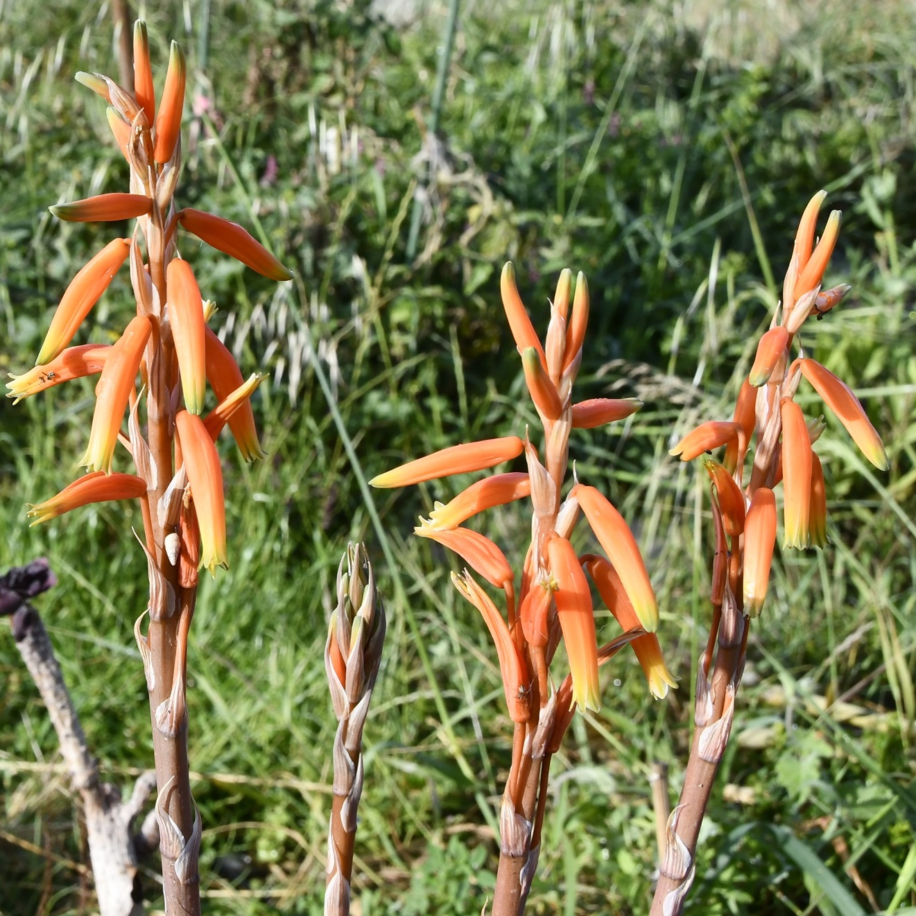 Изображение особи Aloe humilis.