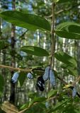 Lonicera edulis. Веточка с соплодиями. Приамурье, Комсомольский заповедник, басс. р. Горин, кордон Бичи. 25.07.2007.