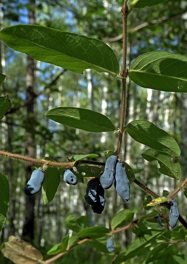 Image of Lonicera edulis specimen.
