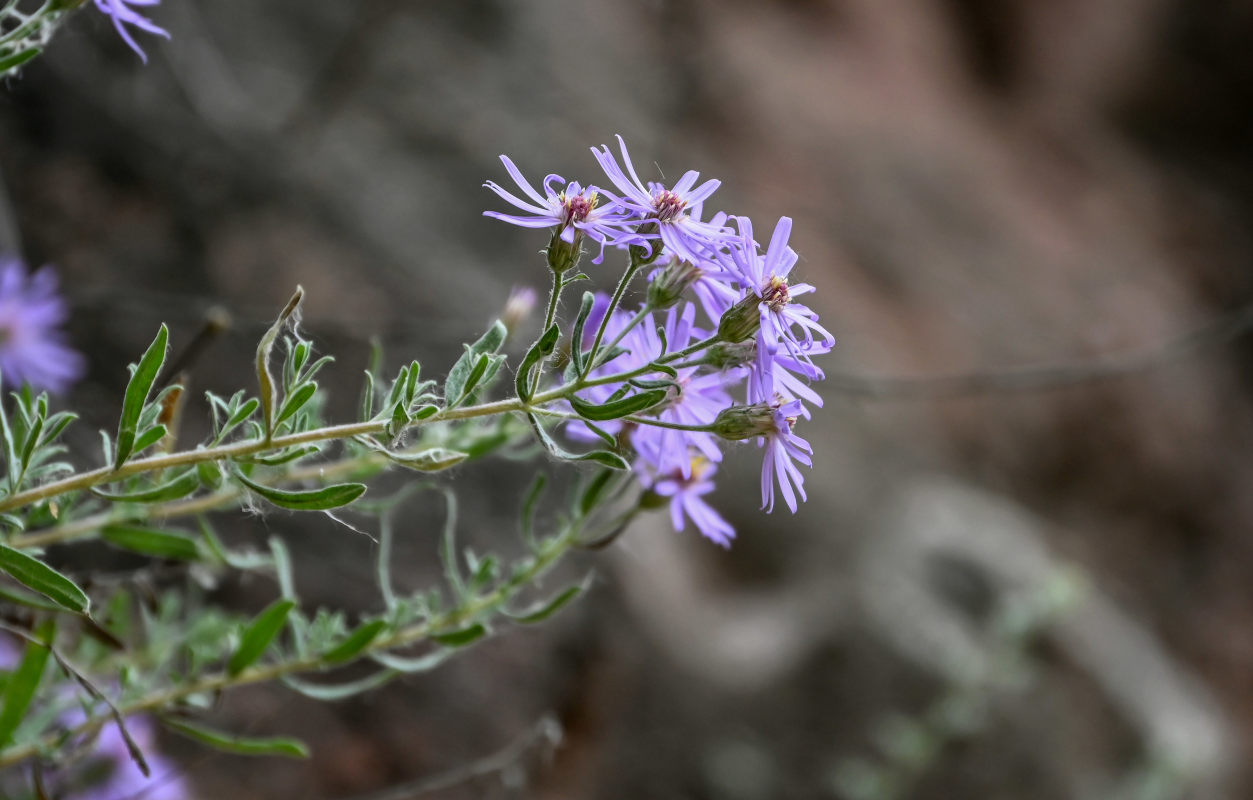 Изображение особи Galatella altaica.