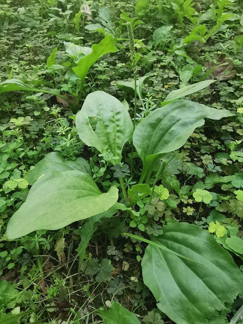Image of Plantago major specimen.