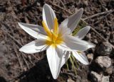 Crocus alatavicus. Цветок. Казахстан. Туркестанская обл., Толебийский р-н, Зап. Тянь-Шань, Сайрам-Угамский нац. парк; выс. ок. 2400 м н.у.м., междуречье рек Акмойнак и Кыржалсай, протяженный гребень с можжевельником и каменными глыбами, оттаявший дёрн у края снега. 25.04.2026.