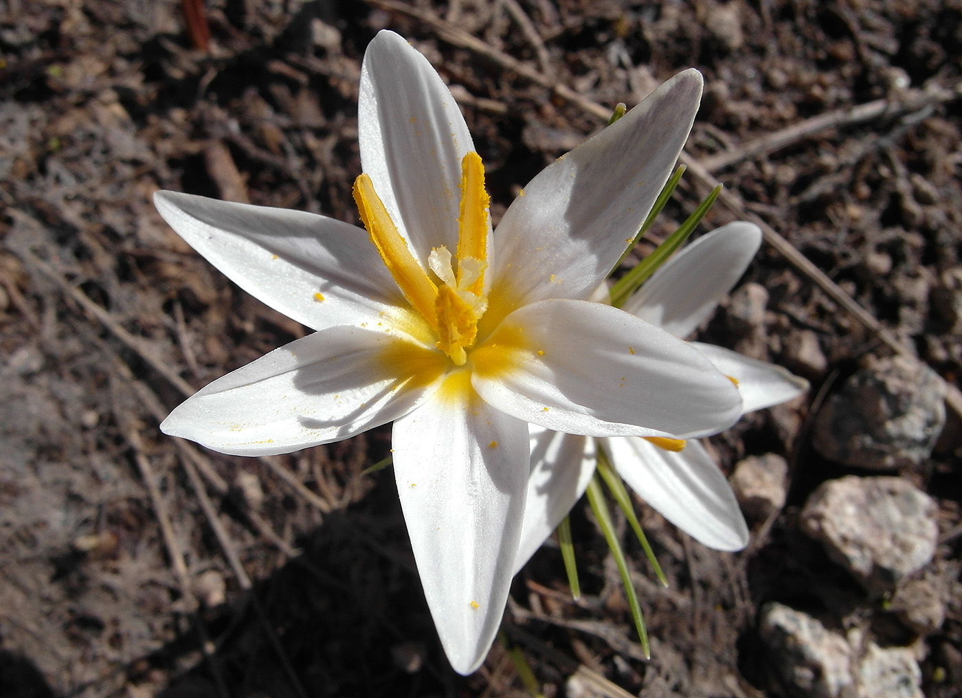 Image of Crocus alatavicus specimen.