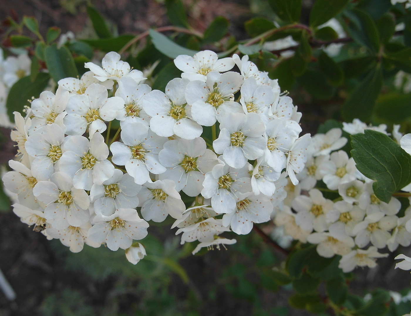 Изображение особи род Spiraea.
