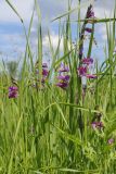 Gladiolus tenuis. Цветущие растения. Крым, Севастополь, Байдарская дол., окр. с. Озёрное, луг. 06.06.2026.