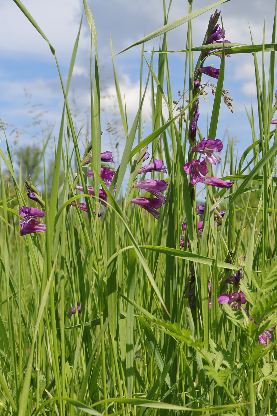 Image of Gladiolus tenuis specimen.